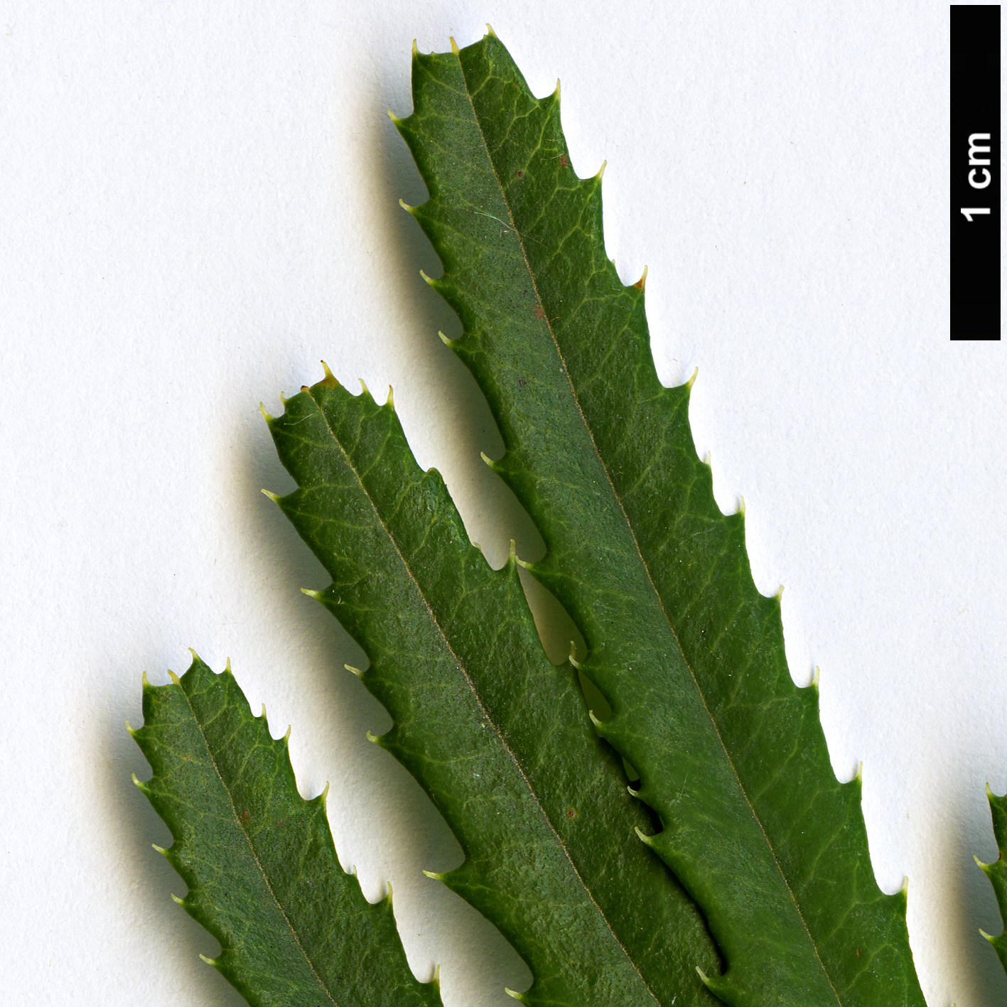 High resolution image: Family: Proteaceae - Genus: Banksia - Taxon: spinulosa - SpeciesSub: var. collina